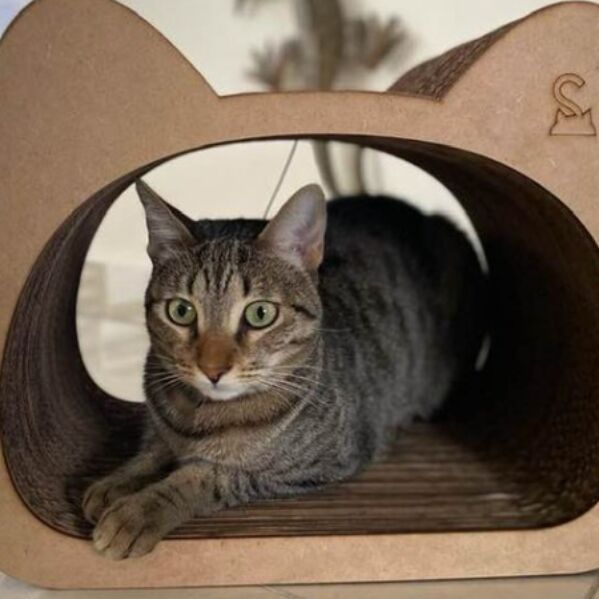 cartel de gato perdido