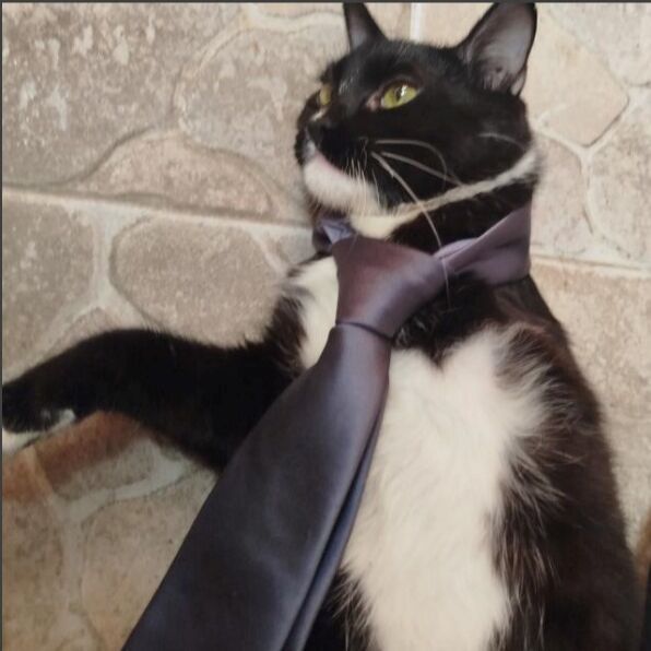 cartel de gato perdido