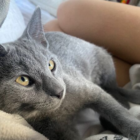 cartel de gato perdido