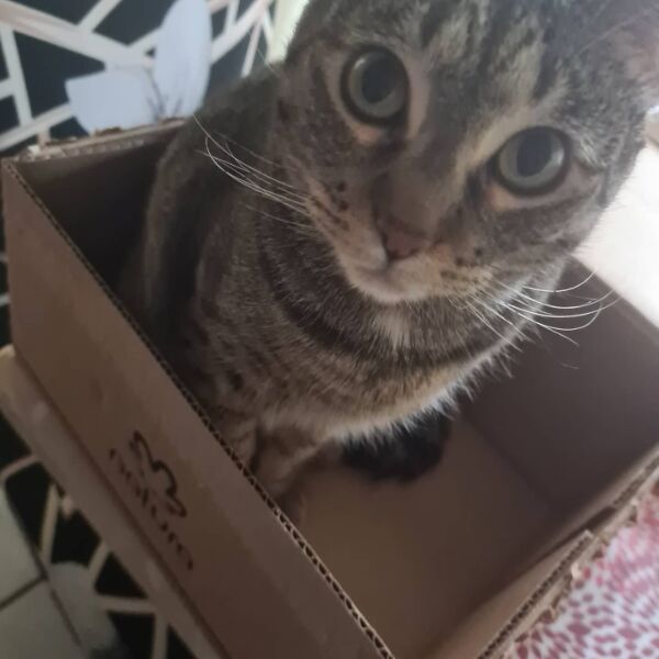 cartel de gato perdido