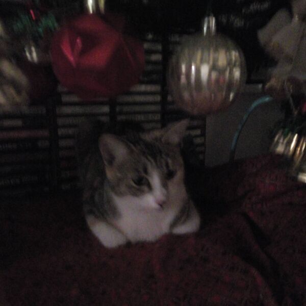 cartel de gato perdido