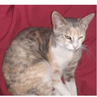 cartel de gato perdido