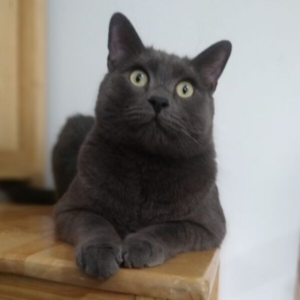 cartel de gato perdido