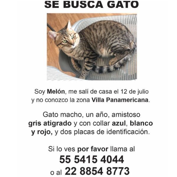cartel de gato perdido