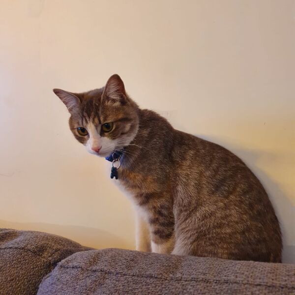 cartel de gato perdido