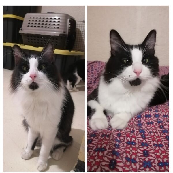 cartel de gato perdido