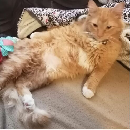 cartel de gato perdido