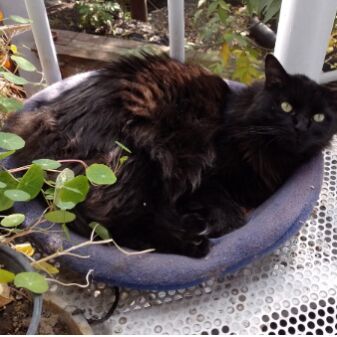 cartel de gato perdido