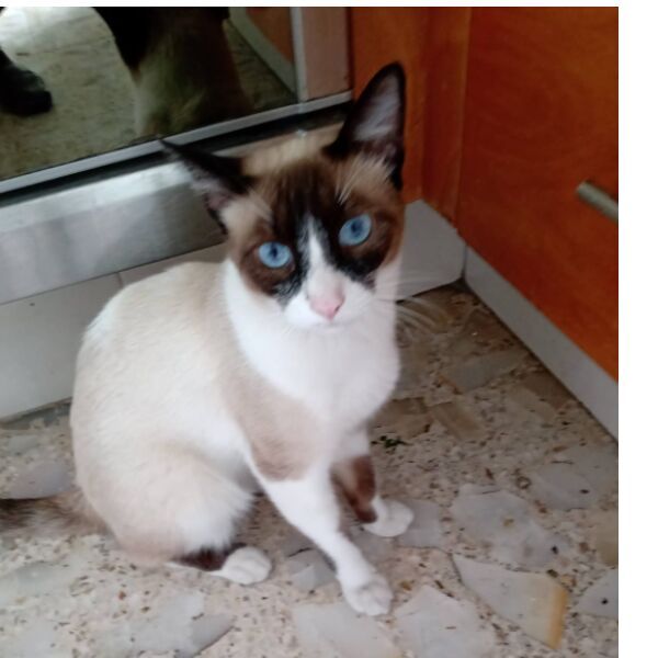 cartel de gato perdido