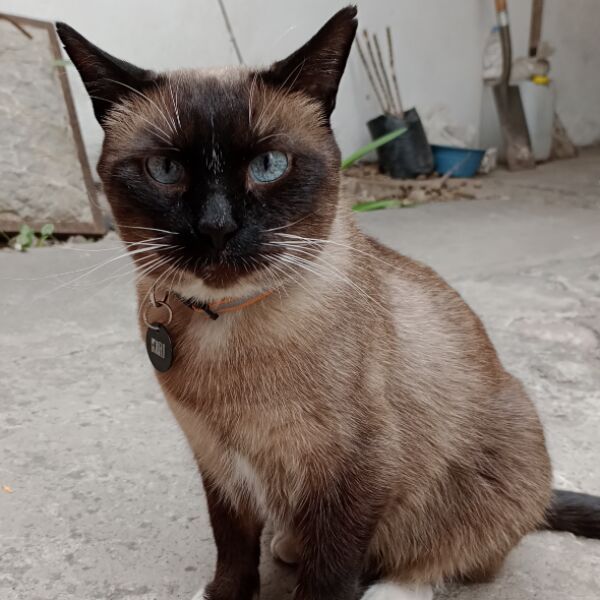 cartel de gato perdido