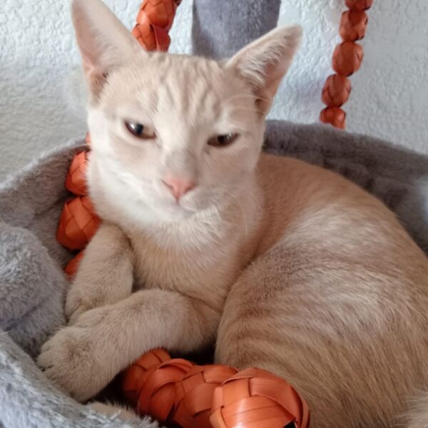 cartel de gato perdido