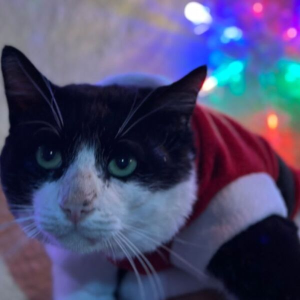 cartel de gato perdido