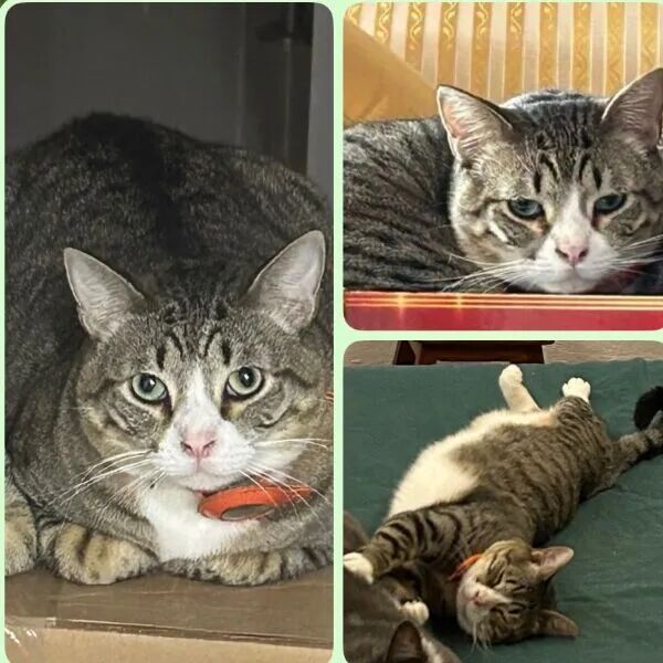 cartel de gato perdido