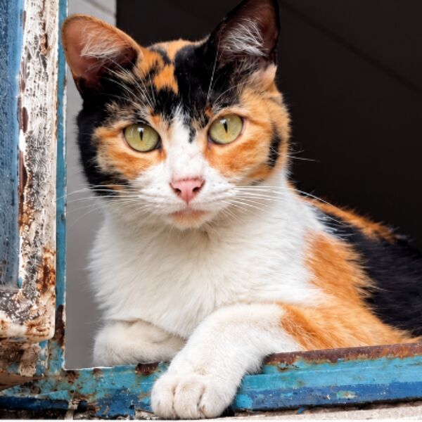 cartel de gato perdido