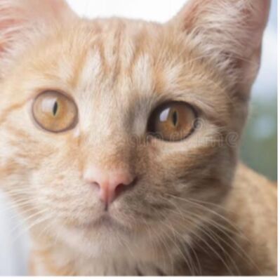 cartel de gato perdido