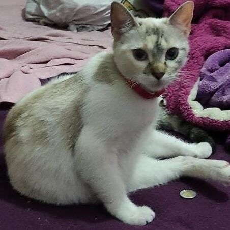 cartel de gato perdido