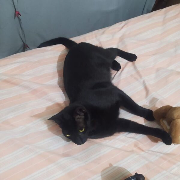 cartel de gato perdido