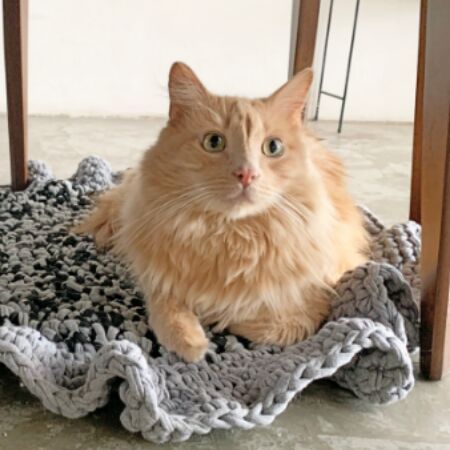 cartel de gato perdido