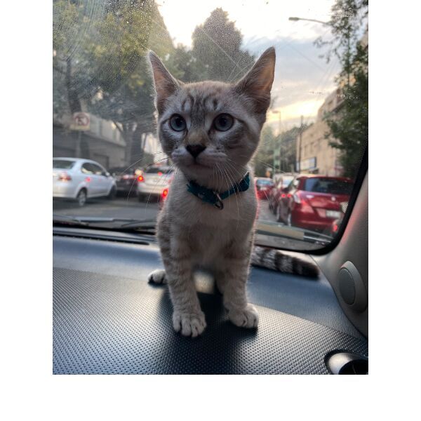 cartel de gato perdido