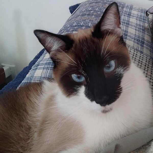 cartel de gato perdido