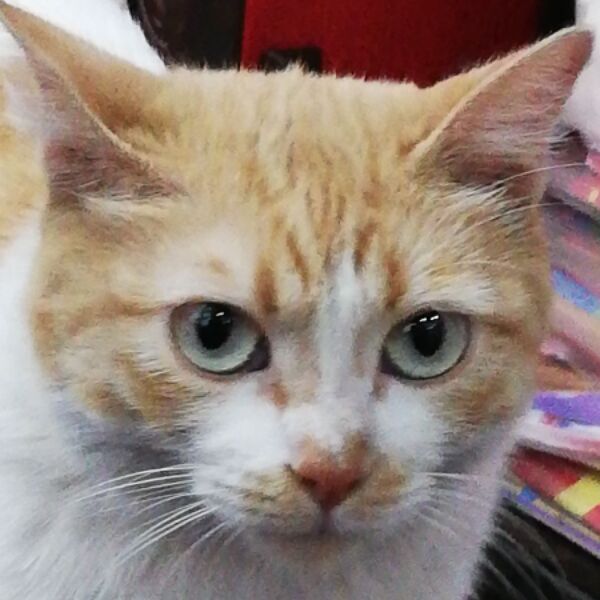 cartel de gato perdido