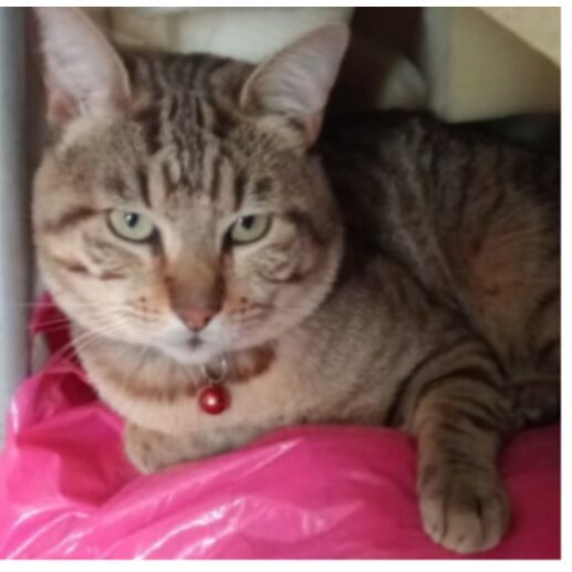 cartel de gato perdido