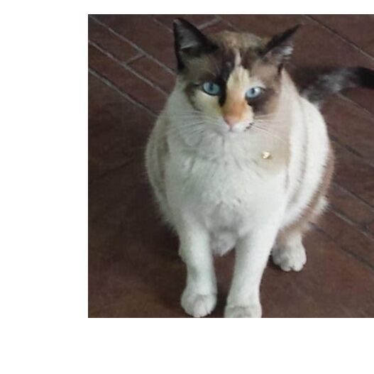 cartel de gato perdido