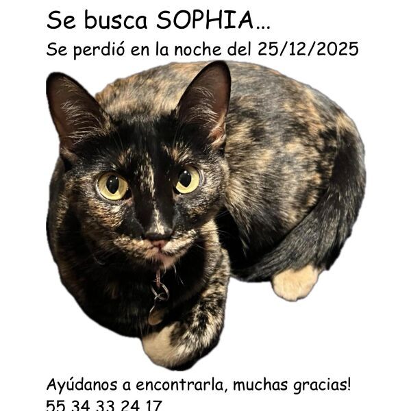 cartel de gato perdido