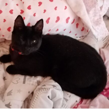 cartel de gato perdido