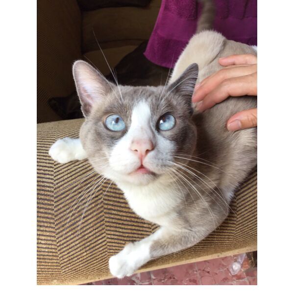 cartel de gato perdido