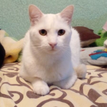 cartel de gato perdido