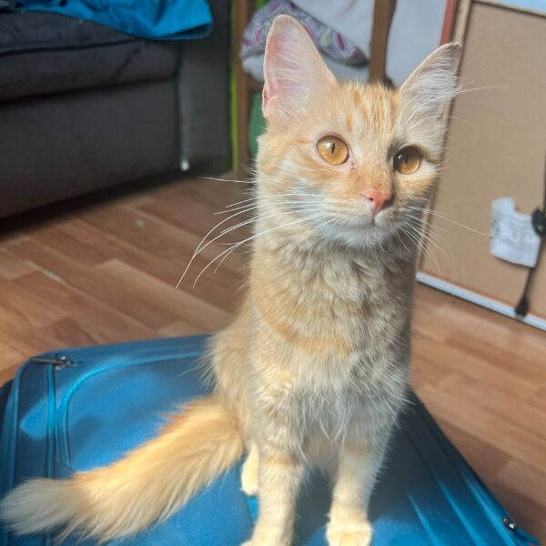 cartel de gato perdido