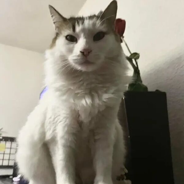 cartel de gato perdido