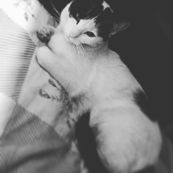 cartel de gato perdido