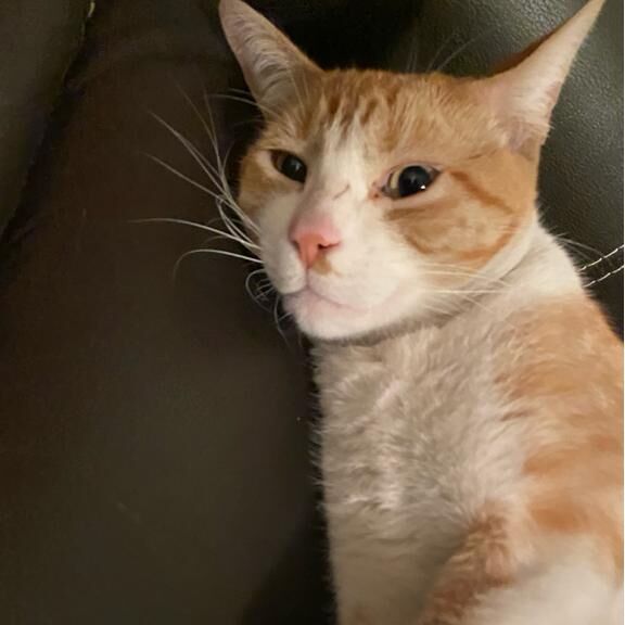 cartel de gato perdido