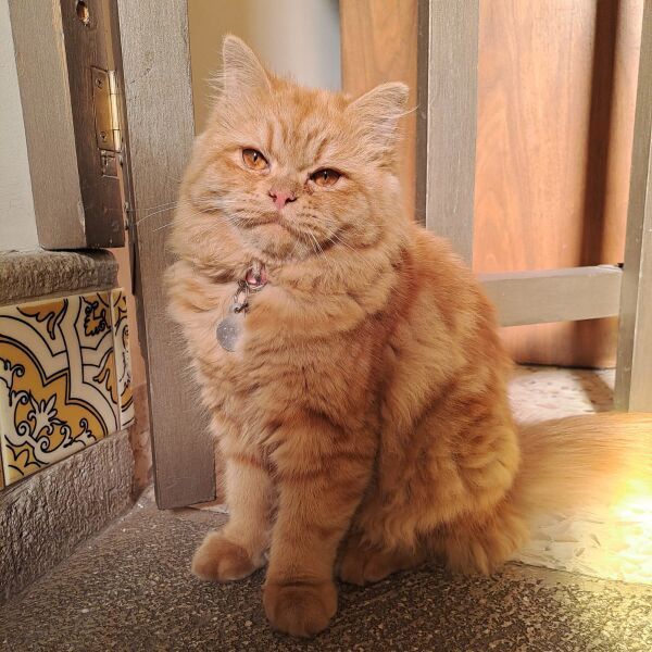 cartel de gato perdido