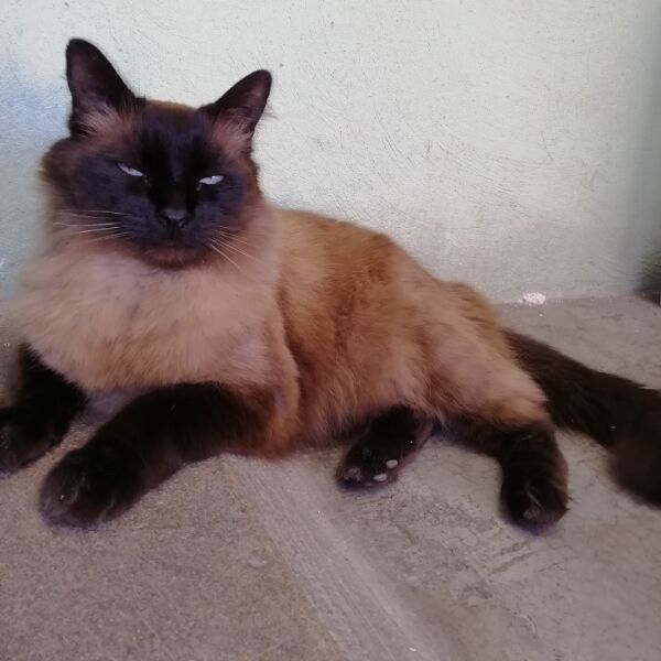 cartel de gato perdido