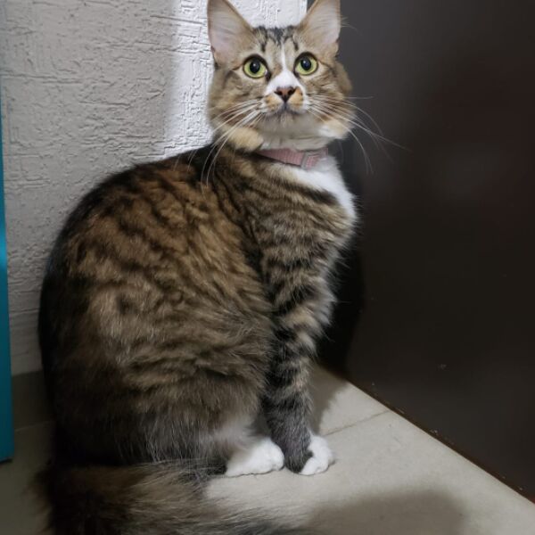 cartel de gato perdido