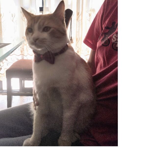 cartel de gato perdido