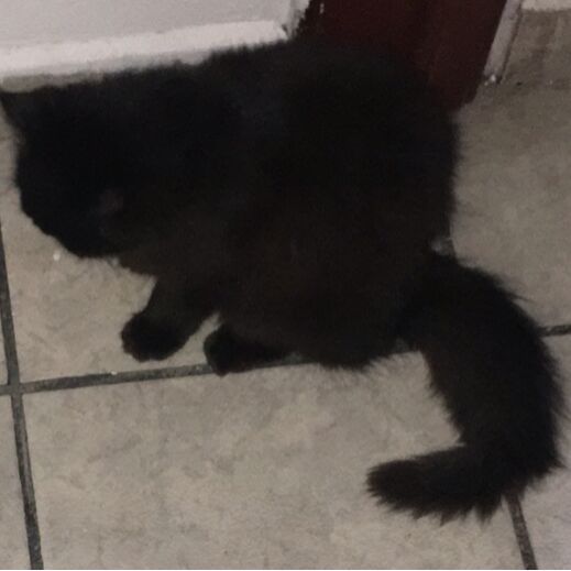 cartel de gato perdido