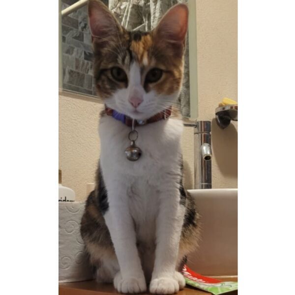 cartel de gato perdido