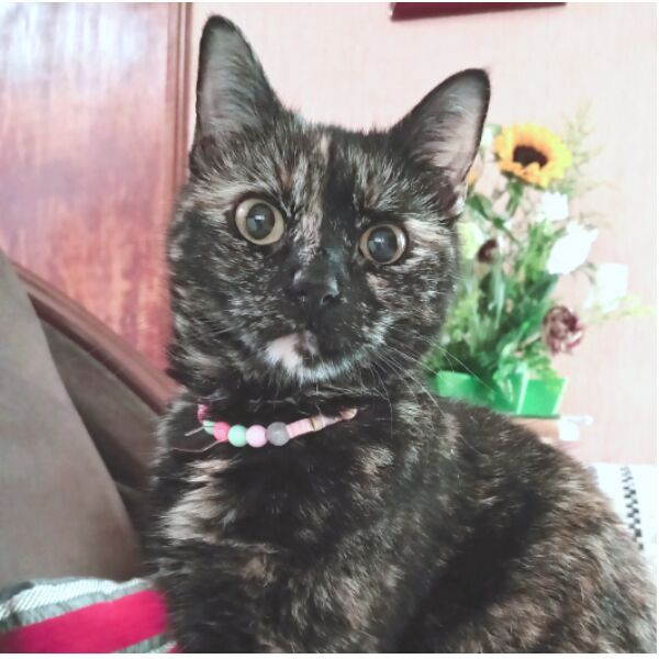 cartel de gato perdido