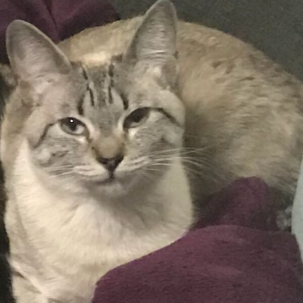 cartel de gato perdido