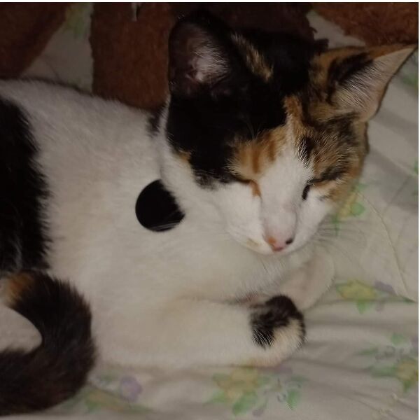 cartel de gato perdido