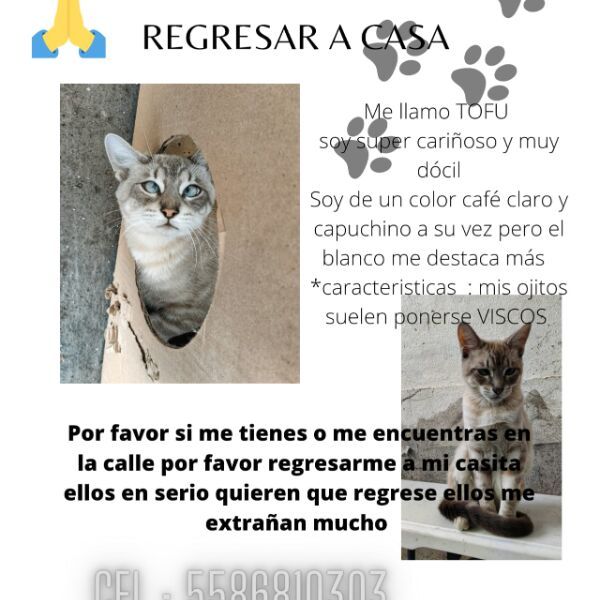 cartel de gato perdido
