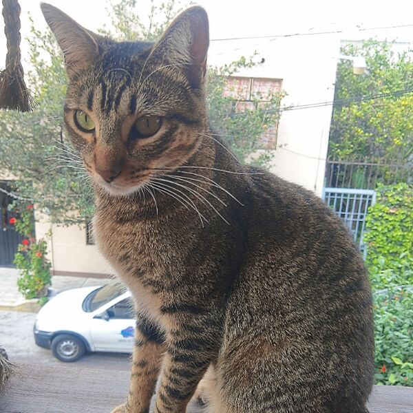 cartel de gato perdido