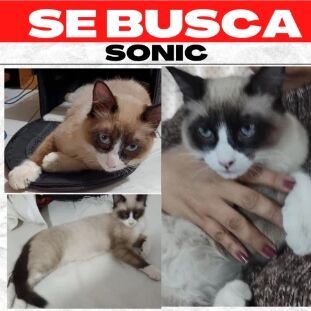 cartel de gato perdido