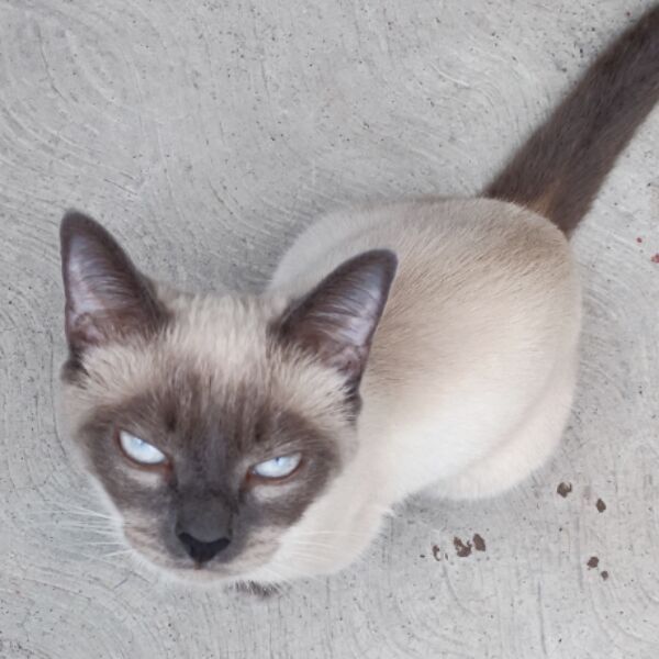 cartel de gato perdido