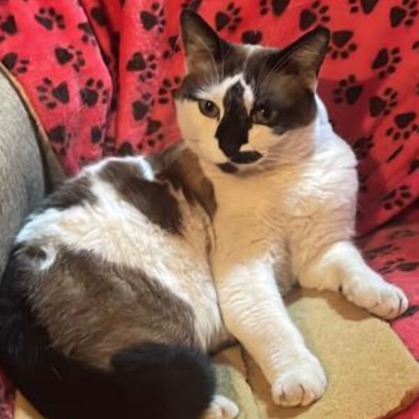 cartel de gato perdido