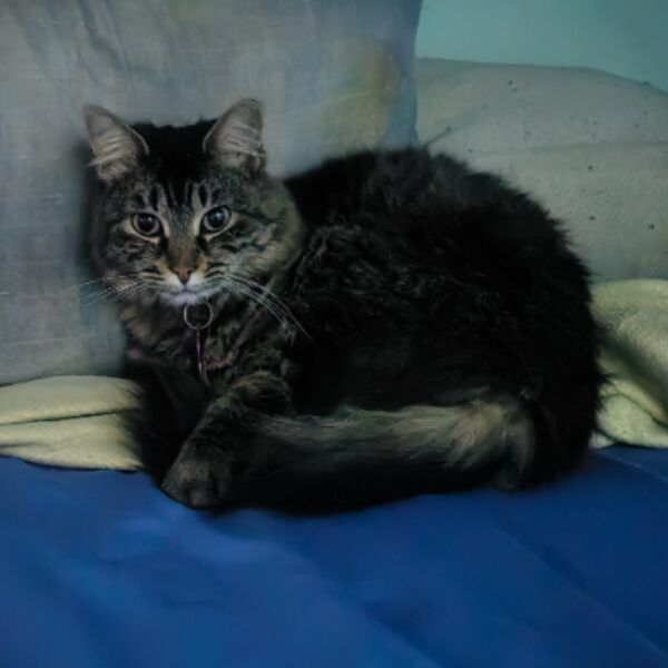 cartel de gato perdido